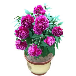 重瓣大花芍药花苗种根带芽根块室内盆栽地载耐寒耐热花卉客厅生日