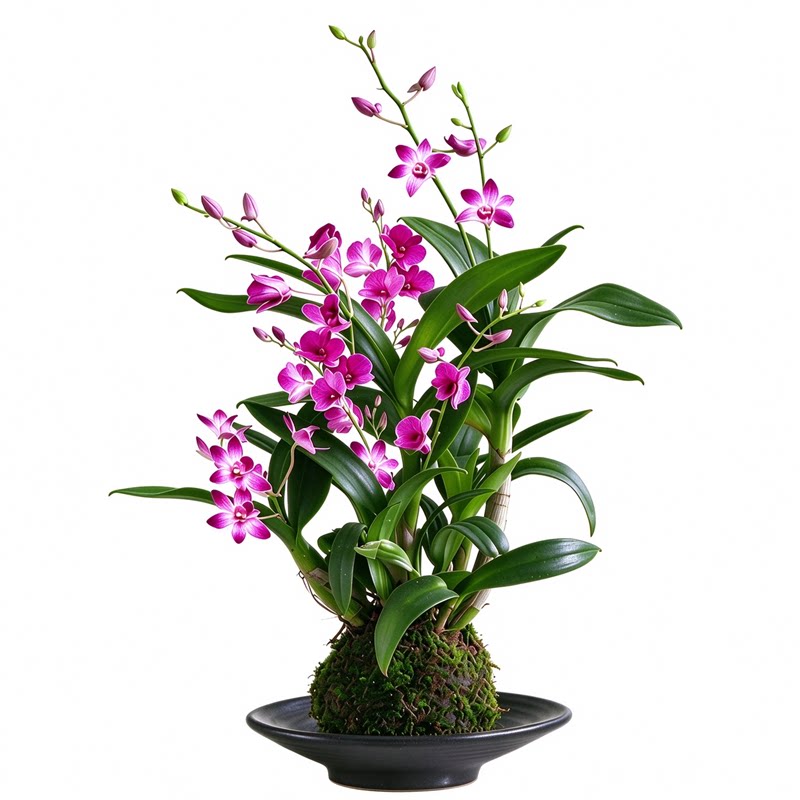 水培植物石斛兰小盆栽带花苞苔藓球绿植花卉花苗室内桌面兰花盆景