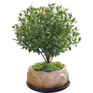 小叶赤楠盆栽室内绿植花卉盆景客厅办公室桌面摆件好养植物树苗