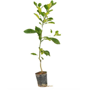 暹罗红柚苗 红香柚树苗柚子特大果带土带叶地栽阳台庭院南方种植