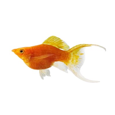 燕尾玛丽球鱼高帆玛丽球体除油膜