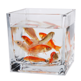 创意桌面玻璃小鱼缸正方形小型客厅生态热带鱼缸办公迷你孔雀鱼缸