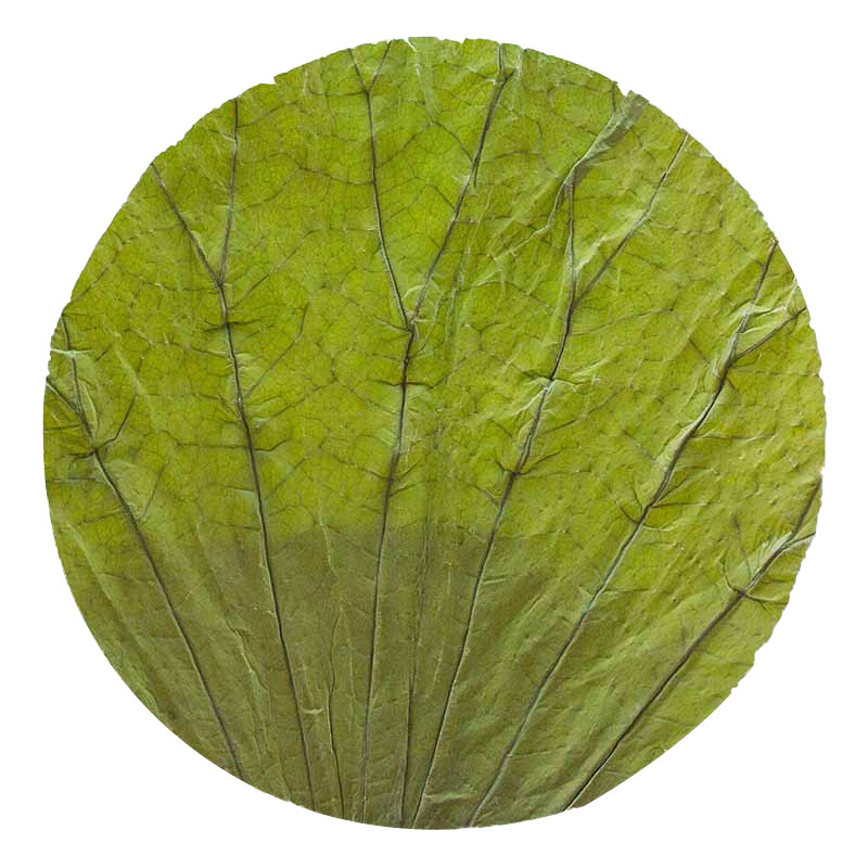 微山湖干荷叶14CM圆形切片100张/份荷叶茶做西点糕点茶点月饼垫底