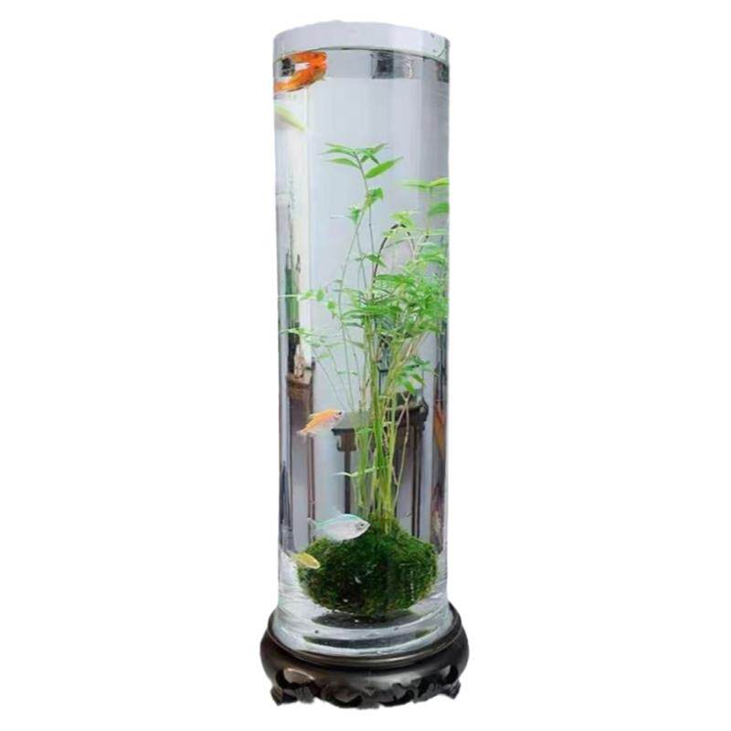苔藓球植物米竹凤尾竹红观音竹