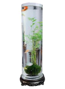 铃兰花苗带芽带根盆栽植物种球