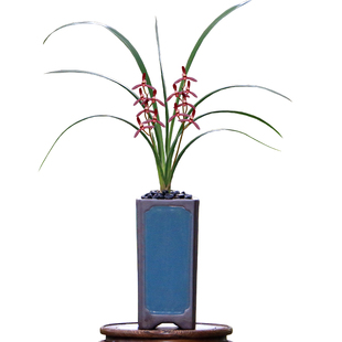 翁源兰花四季建兰高端铭品墨宝红花老种色花好养室内绿植花卉盆栽