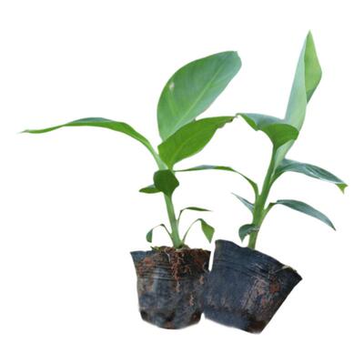 香蕉树矮化芭蕉皇帝蕉粉蕉