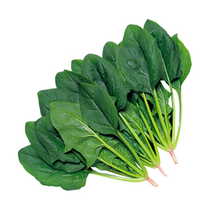 土菠菜种子红根菠莱籽波菜种冬季四季阳台秋后种植盆栽蔬菜种籽孑