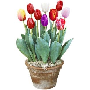 十颗进口郁金香大种球五度带芽土水培绿植盆栽四季开花风信子百合