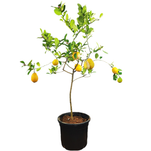 广东香水柠檬树苗无核四季土柠檬盆栽水果地栽庭院种植当年结果青