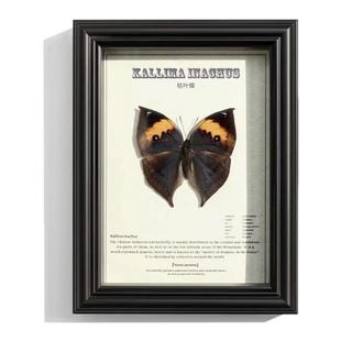 枯叶蝶天然真蝴蝶动物标本装饰画挂画艺术成品标本送蝶艺术生日礼