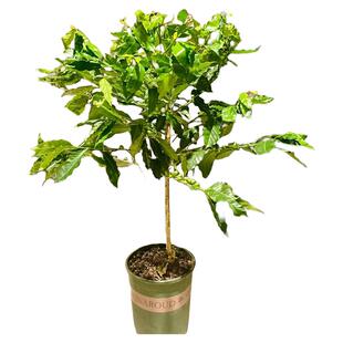 云南咖啡苗盆栽室内咖啡树树苗果树地栽果苗阳台水果树南北方种植