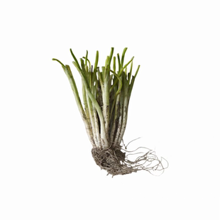 广西正宗耐寒抗病四季小香葱根苗小细葱秧苗室内外种植秋冬天菜苗