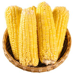 新鲜水果玉米甜糯爆浆玉米现摘苞谷嫩玉米棒子生吃蔬菜脆多汁