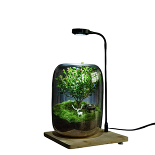 生命之树生态瓶创意微景观桌面盆栽办公室绿植成品盆景好养活青苔