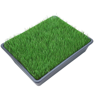 披碱草种子耐盐耐碱草种籽多年生护坡固土绿化生态复绿四季青草籽