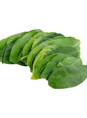 新鲜柠檬叶新鲜蔬菜顺丰速运250g