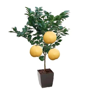 梨树果苗翠冠梨水果树苗地栽丰水梨梨子盆栽南北方种植当年结果