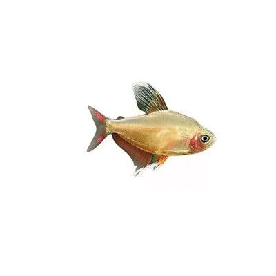 白翅玫瑰扯旗鱼水草缸群游热带鱼小型灯科鱼白炽玫瑰勾旗大勾活体