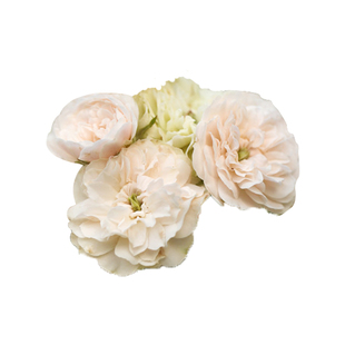 多年生攀爬藤本月季群舞无刺多花蔷薇花苗呼吸香水花园庭院植物