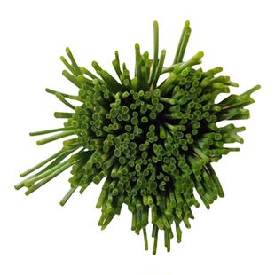 【顺丰包邮】民勤新鲜沙葱现采现发商用鲜沙葱商用【烂坏包赔】