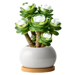 金钱木老桩盆栽多肉植物招财旺宅办公室内桌面小绿植花卉适合懒人