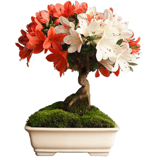 日本皋月杜鹃造型小品盆景微型植物盆栽观花绿植室内阳台稀有花卉