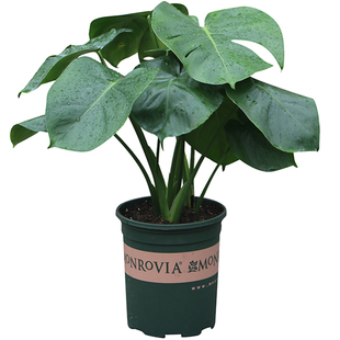 大叶龟背竹水培水养观叶植物室内防辐射办公室去甲醛盆栽绿植