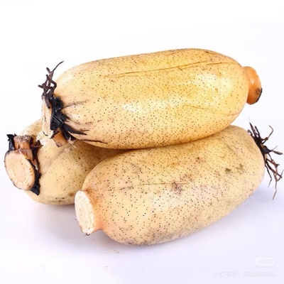 湖北洪湖莲藕新鲜煲汤粉藕