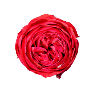 浩田花苑月季 阳台绿植切花红苹果(Red Apple rose)带土正红色