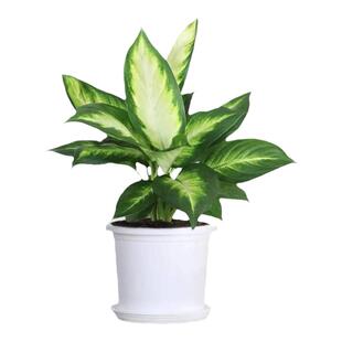 如意皇后花盆栽吉利红桌面植物室内绿植花卉玛丽安万年青四季好养