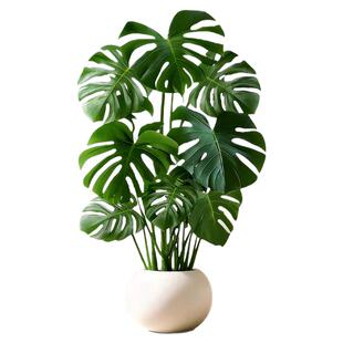 龟背竹客厅大盆栽老桩植物办公室大型绿植室内盆景净化空气除甲醛