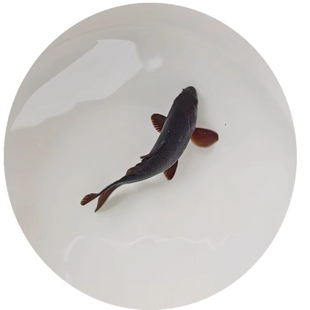 龙凤黑鱼黑草金金鱼凤尾黑鲫锦鲤冷水观赏鱼长尾鱼好养耐活淡水鱼