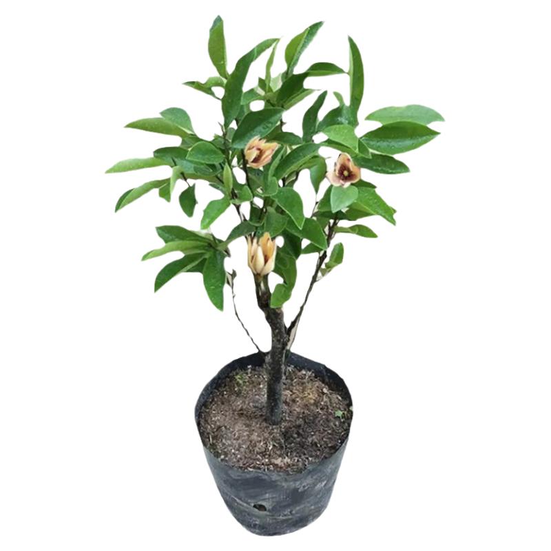 含笑花苗浓香型庭院阳台耐寒绿植