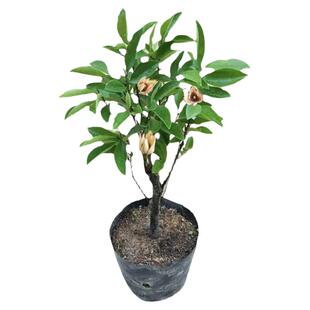 含笑花树苗盆栽四季开花浓香型花卉植物庭院阳台好养易活耐寒绿植