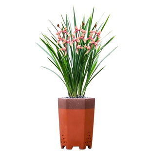 德芳兰业兰花苗金边建兰系列金嘴大青开花好养浓香花卉绿植盆栽