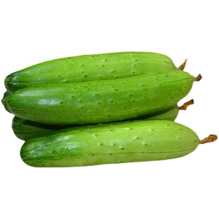 强雌旱黄瓜种籽苗油亮型大胡瓜四季水果春季春夏农家蔬菜种子种孑