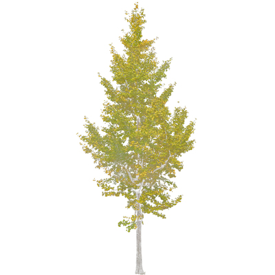 特大银杏树苗白果活苗南北方种植