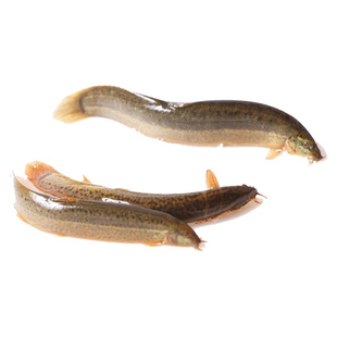 【正宗土泥鳅】渔民捕获鲜活体大泥鳅青鳅黄鳅500g淡水产活体现杀