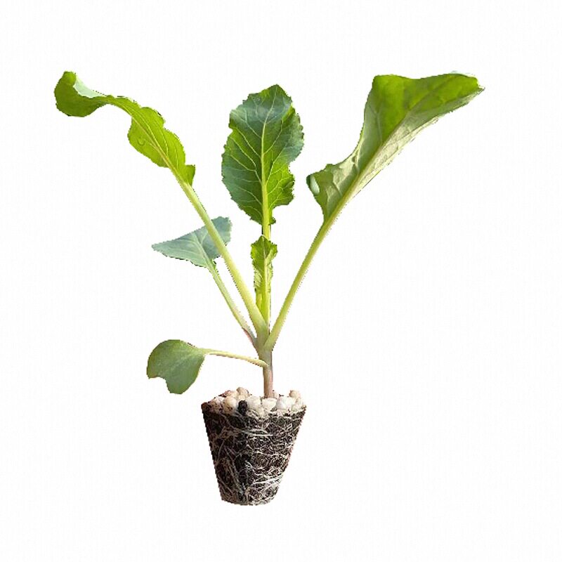 特大花球松花菜苗秧种子耐热耐寒花菜花椰菜春秋四季阳台盆栽寿光