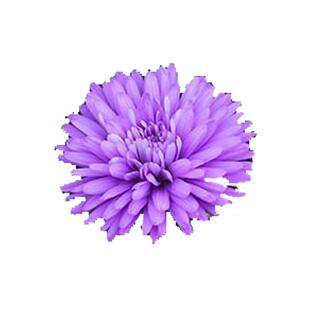 虹越荷兰菊紫菀彼得易爆花重瓣伊娃小卡罗庭院阳台花园多年宿根sg