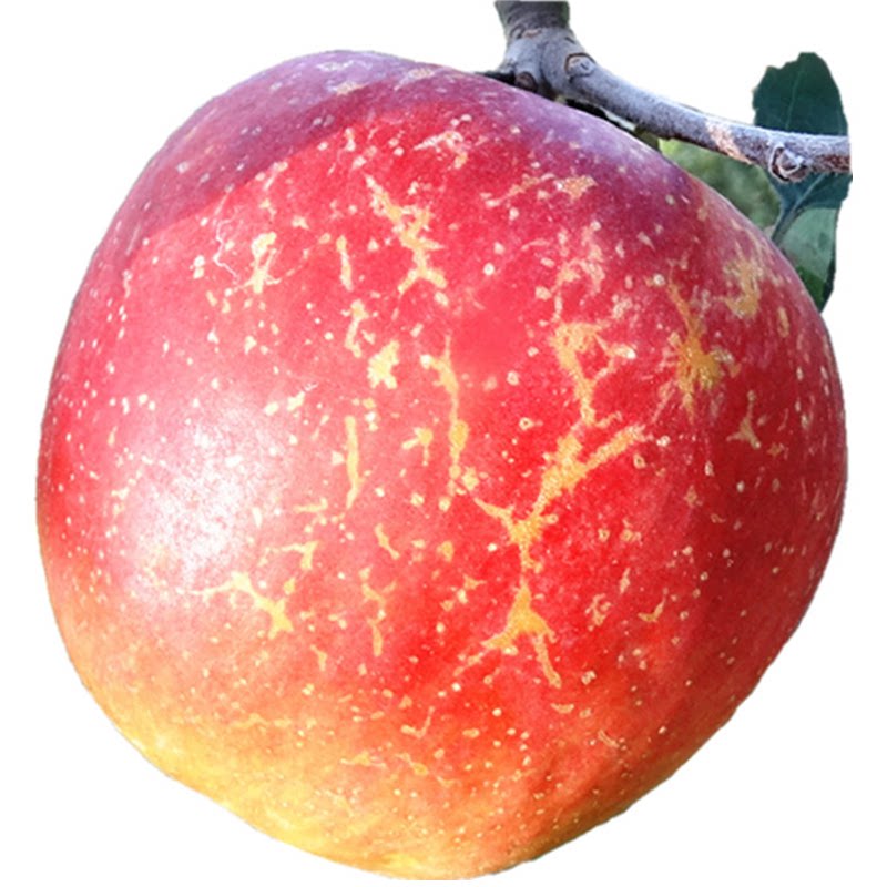 大凉山丑苹果冰糖心正宗苹果新鲜水果当季孕妇红富士萍果水果