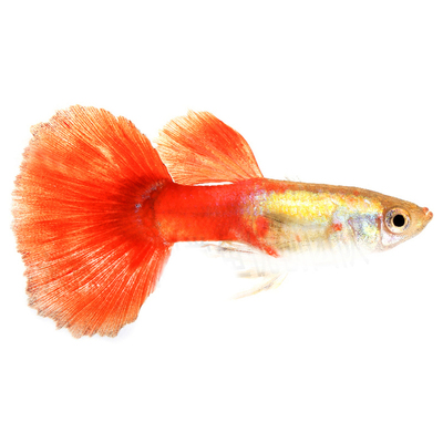 孔雀鱼合集全红蓝白天空蓝草尾