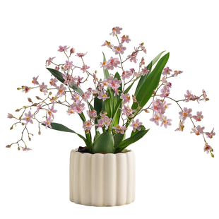 梦香兰文心兰带花苞花剑盆栽阳台窗边室内香味四季好养活花卉绿植