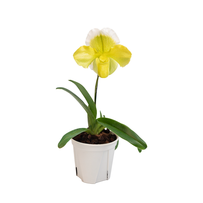 万峰绿缘[红肉饼兜兰]带花苞花期长室内茶几客厅桌面装饰绿植盆栽