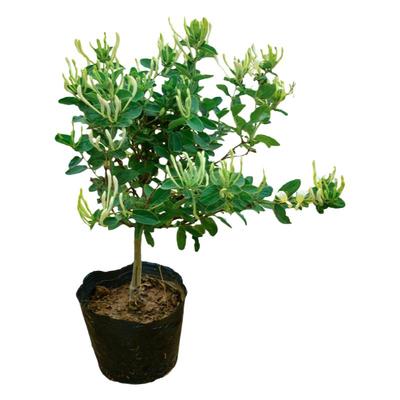 金银花树苗可食用金银花盆栽药用金银花阳台庭院爬藤植物当年开花