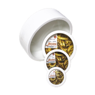 防逃食盆日本爬虫守宫蜥蜴蜘蛛活体饲料大麦面包防逃逸泡水盆爬宠