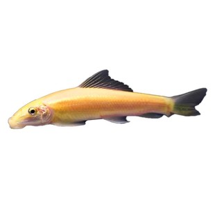 大尺寸清苔鼠金苔鼠鱼热带观赏鱼清道夫鼠鱼鱼缸除藻清洁工具活鱼