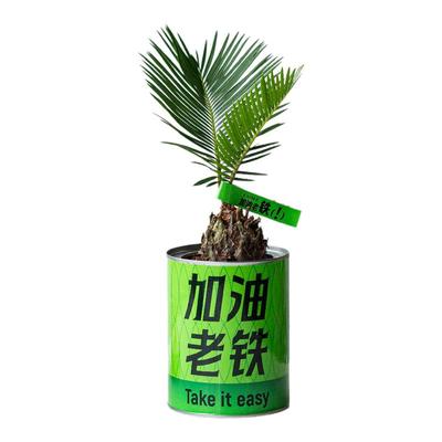 苏铁北欧风办公室内桌面创意绿植盆栽铁树加油老铁花卉植物送礼物