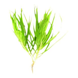 日本箦藻绿水草箦澡前中后景观赏水草造景自家种植无根打头水下叶